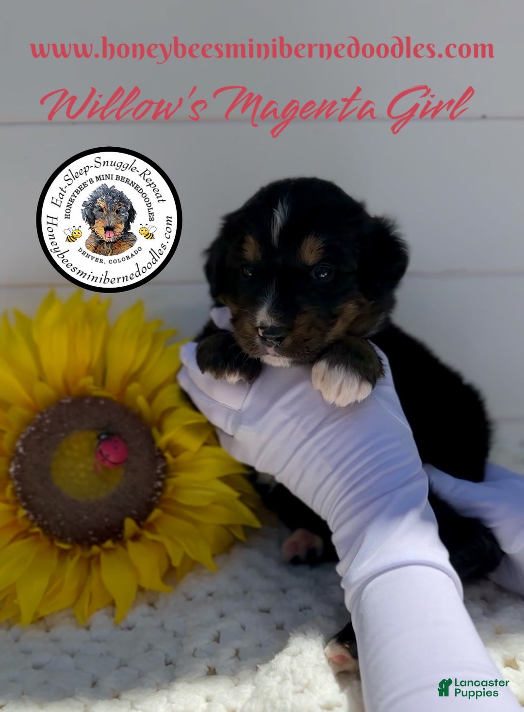 Mini Bernedoodle dogs for sale: Willows Magenta Girl - Image 5