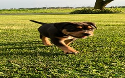 Staffordshire Bull Terrier dogs for sale: Daisy - Image 3