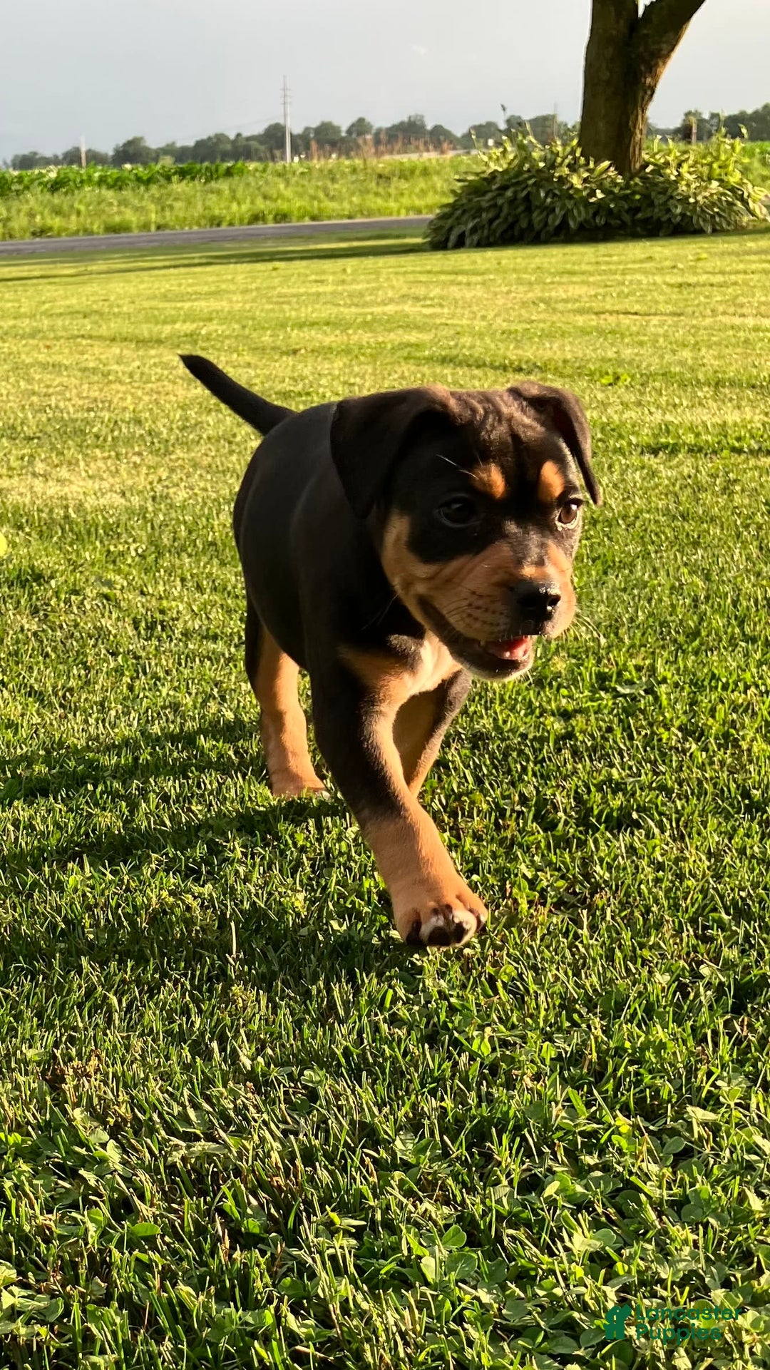 Staffordshire Bull Terrier dogs for sale: Daisy - Image 3