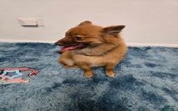 Pomeranian dogs for sale: Milo - Image 8