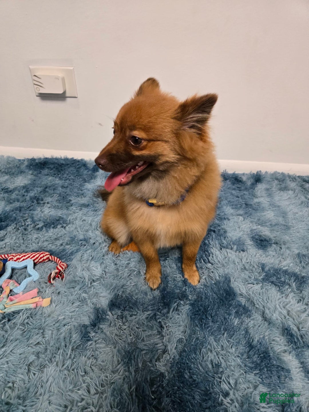 Pomeranian dogs for sale: Milo - Image 8