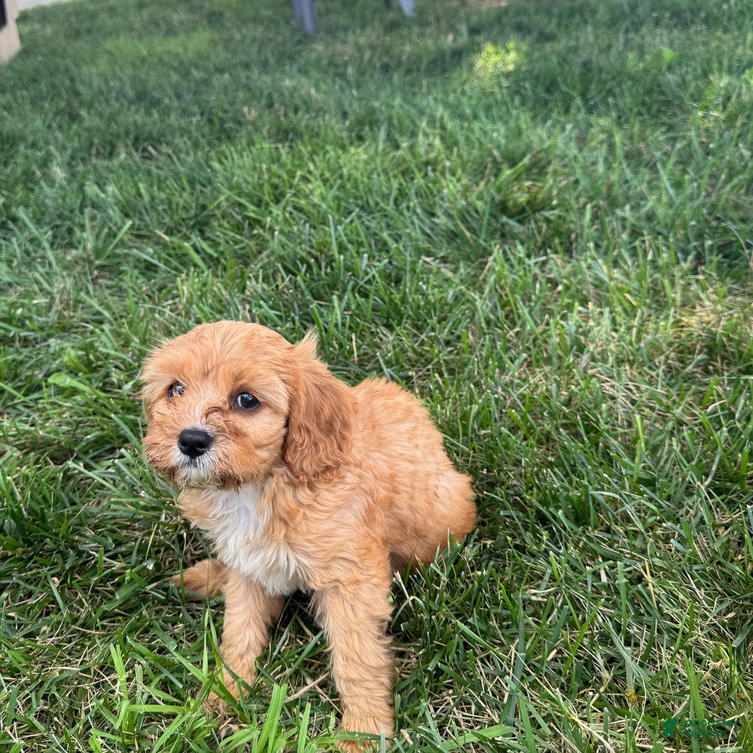 Cavapoo dogs for sale: Cody - Image 2