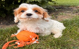 Cavapoo dogs for sale: Finn - Image 7