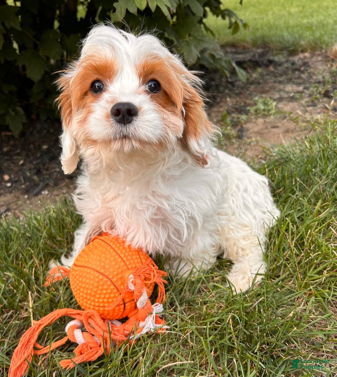 Cavapoo dogs for sale: Finn - Image 7