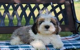 Mini Bernedoodle dogs for sale: Luke - Image 25