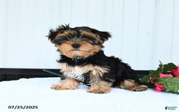Yorkshire Terrier dogs for sale: Sandra - Image 1