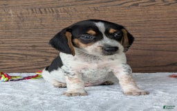 Beagle dogs for sale: Riley - Image 6