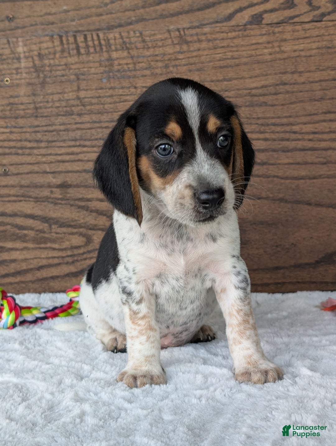 Beagle dogs for sale: Riley - Image 6