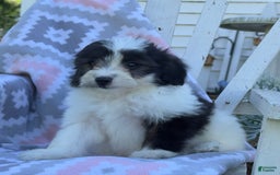 Miniature Poodle dogs for sale: Bella - Image 4