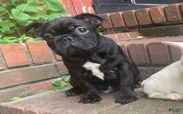 French Bulldog dogs for sale: Yin - Image 3