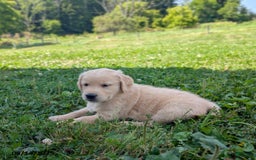 Golden Retriever dogs for sale: Muffin - Image 3