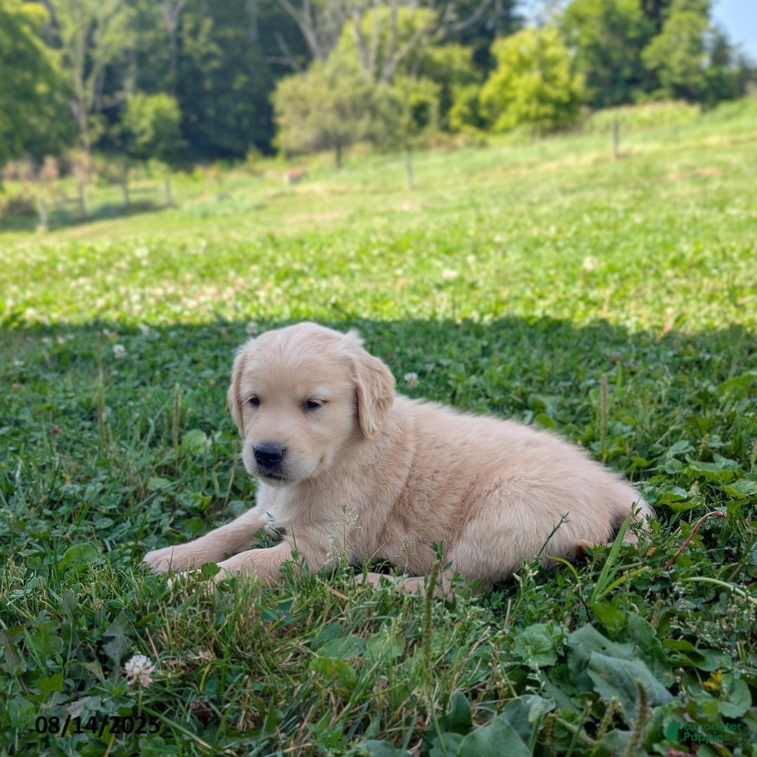 Golden Retriever dogs for sale: Muffin - Image 3