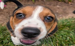 Beagle dogs for sale: Caramel - Image 6