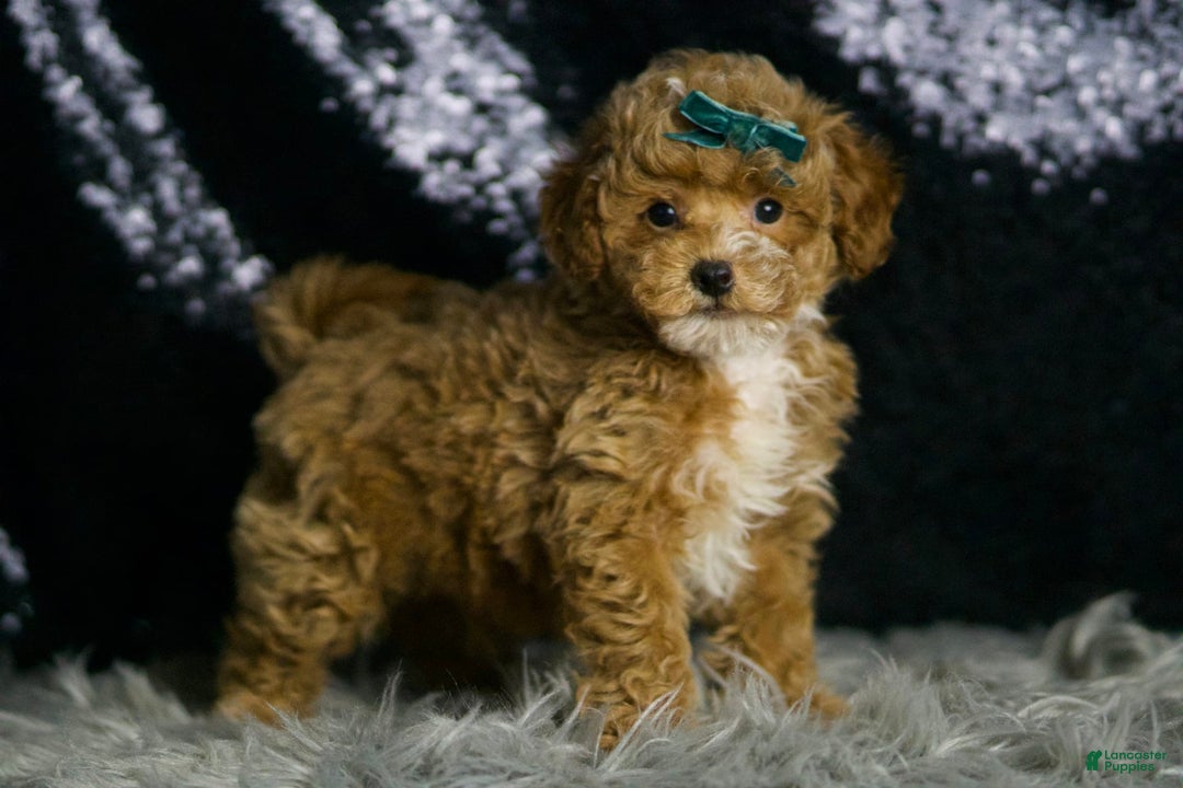 Maltipoo dogs for sale: Dominic - Image 5