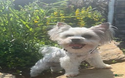 Yorkshire Terrier dogs for sale: Bo - Image 12