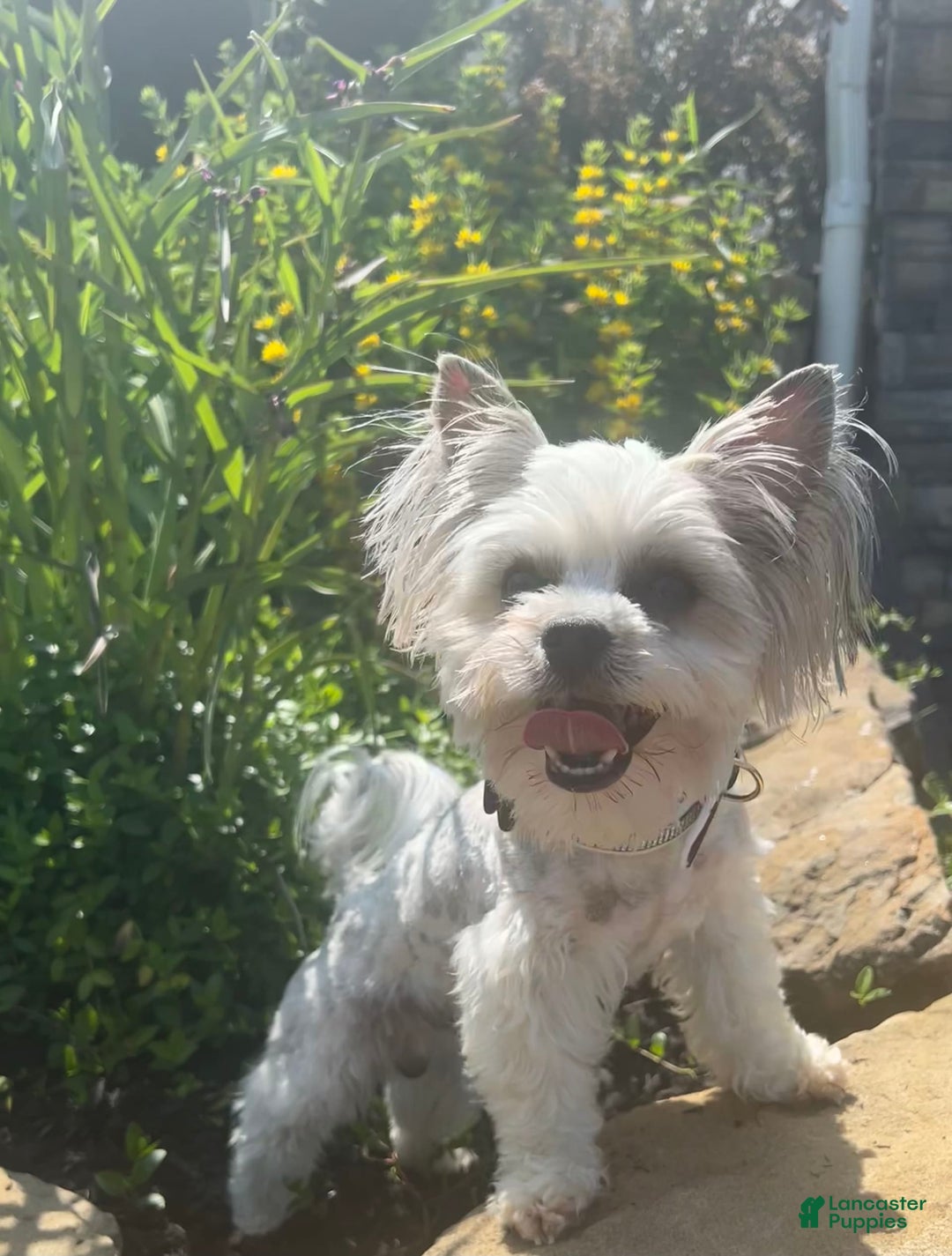 Yorkshire Terrier dogs for sale: Bo - Image 12