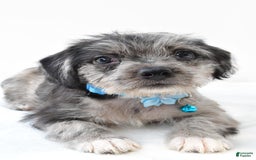 Boston Terrier dogs for sale: Marshall - Image 2