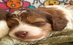 Bernedoodle dogs for sale: Ryder - Image 11