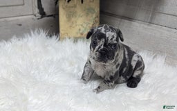 French Bulldog dogs for sale: Kyrie - Image 2