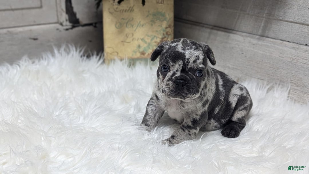 French Bulldog dogs for sale: Kyrie - Image 2