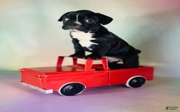 Frenchton dogs for sale: Cora Dna Clear - Image 1