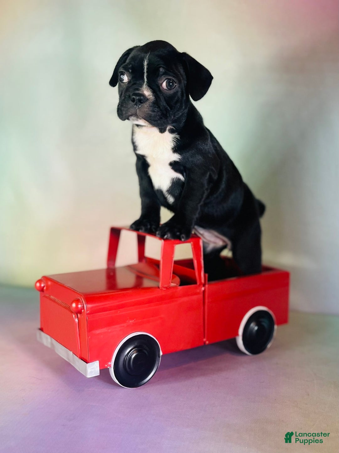 Frenchton dogs for sale: Cora Dna Clear - Image 1