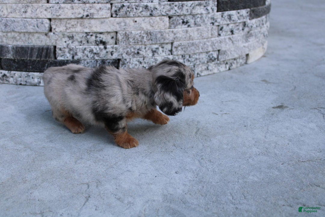 Miniature Dachshund dogs for sale: Carrie Mini - Image 5