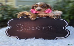 Miniature Dachshund dogs for sale: Sweets - Image 8