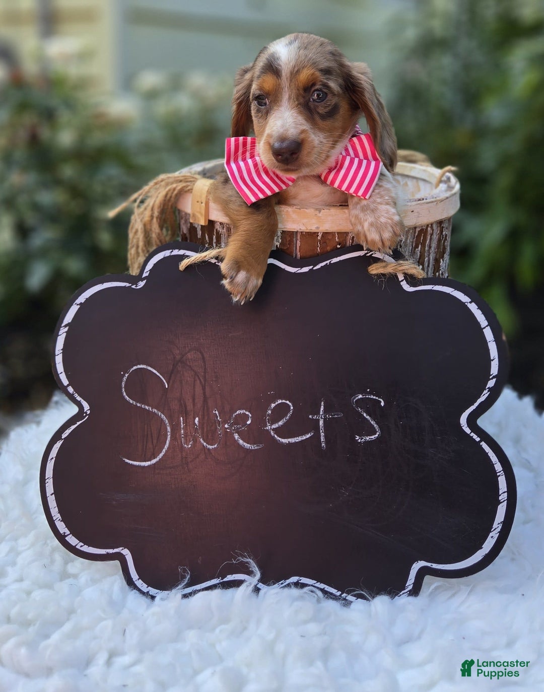 Miniature Dachshund dogs for sale: Sweets - Image 8