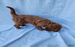 Irish Doodle dogs for sale: Celeste-mini Irish Doodle - Image 7