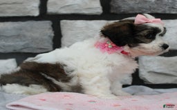 Teddy Bear dogs for sale: Ava - Image 5