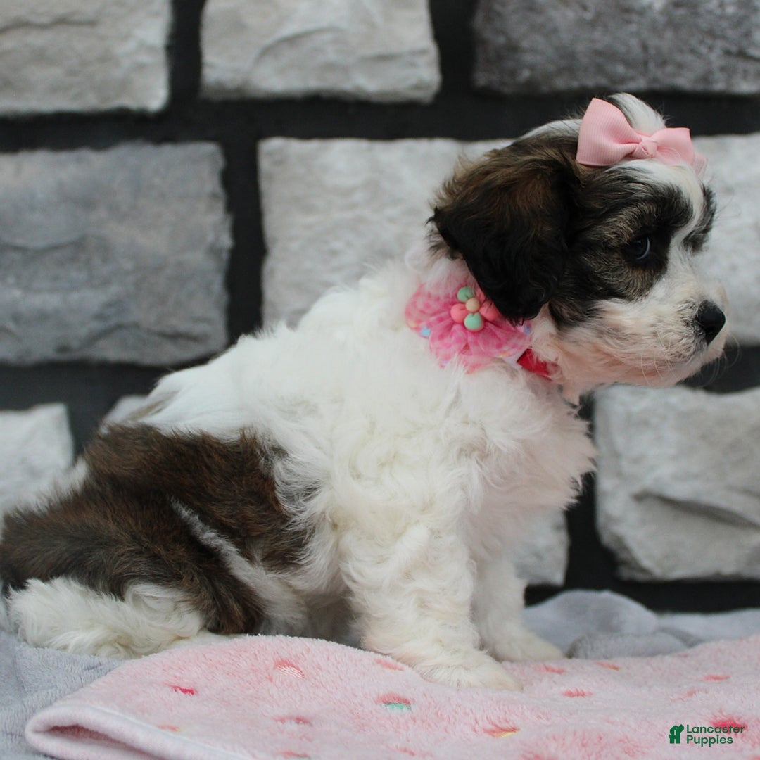 Teddy Bear dogs for sale: Ava - Image 5