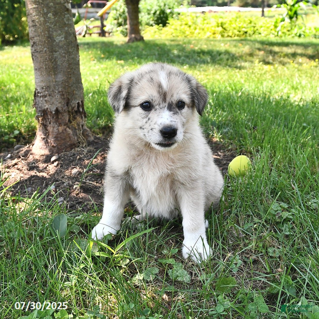 Great Pyrenees dogs for sale: Trixie - Image 3