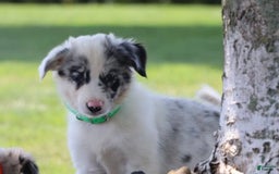 Border Collie dogs for sale: Lance - Image 6