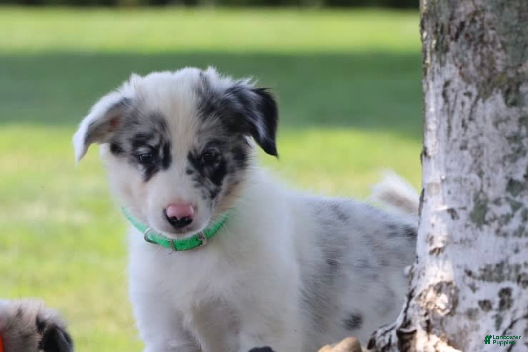 Border Collie dogs for sale: Lance - Image 6