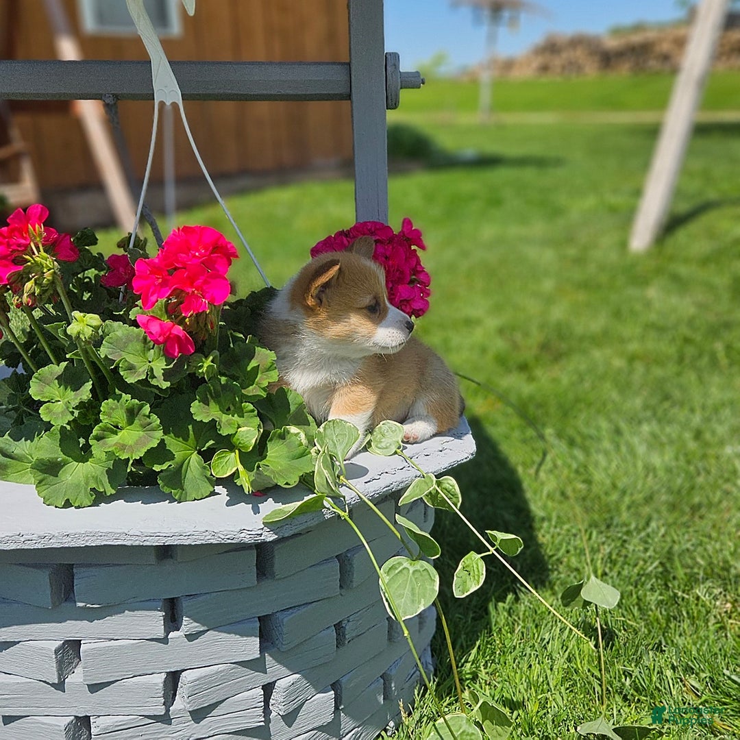 Welsh Corgi Pembroke dogs for sale: Popcorn - Image 7