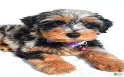 Mini Aussiedoodle dogs for sale: Elsie - Image 2