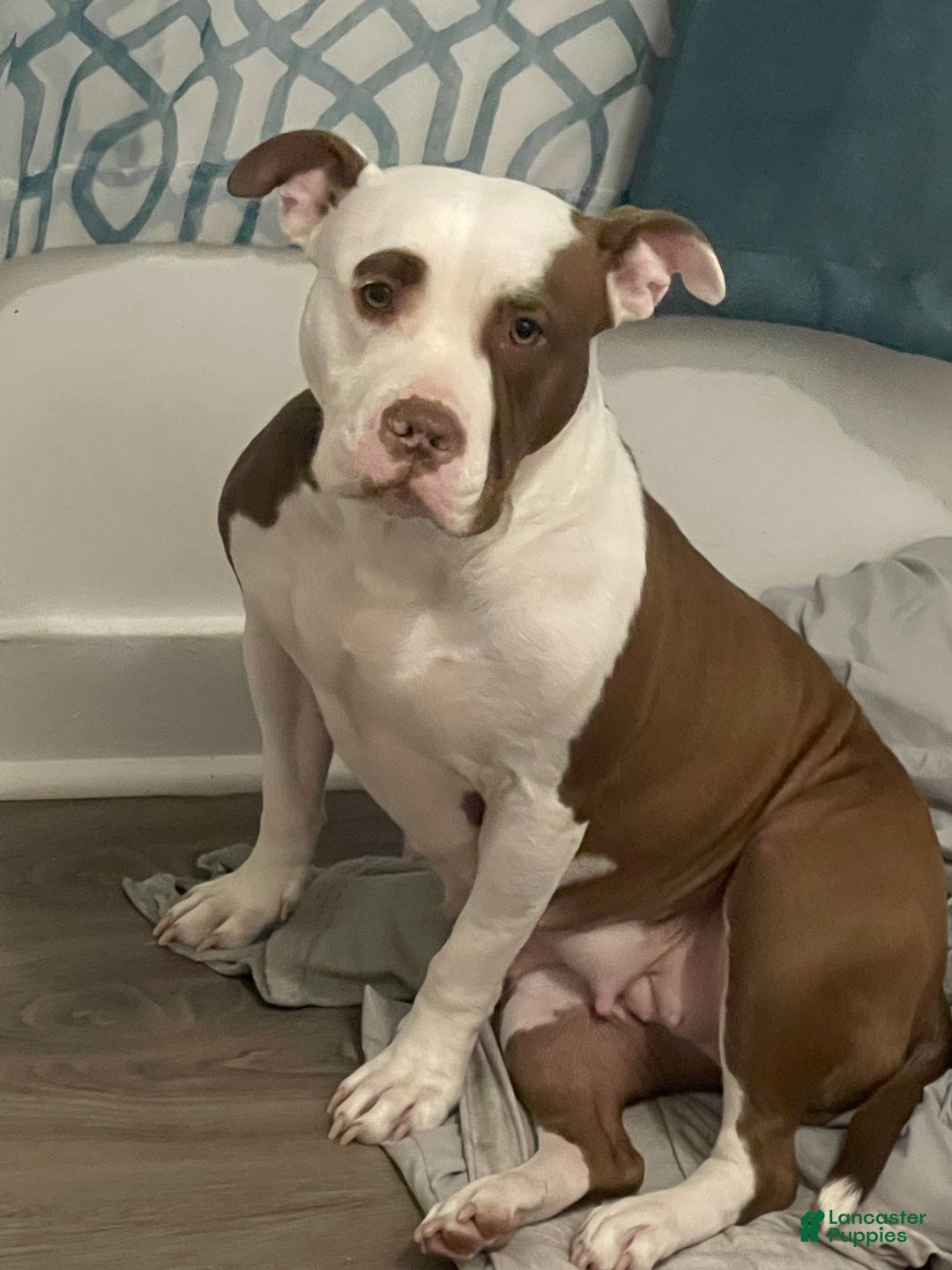 American Bully dogs for sale: Rocky - Image 2
