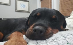 Rottweiler dogs for stud: Harley - Image 1