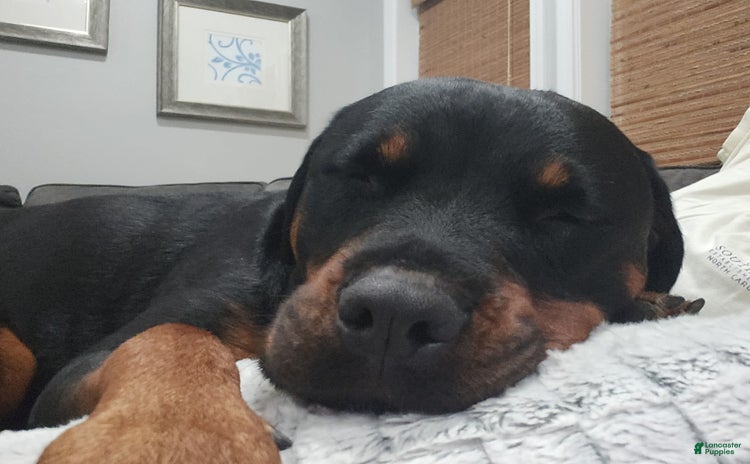 Rottweiler dogs for stud - Ad 1