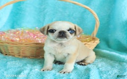 Pug dogs for sale: Peaches - Image 2