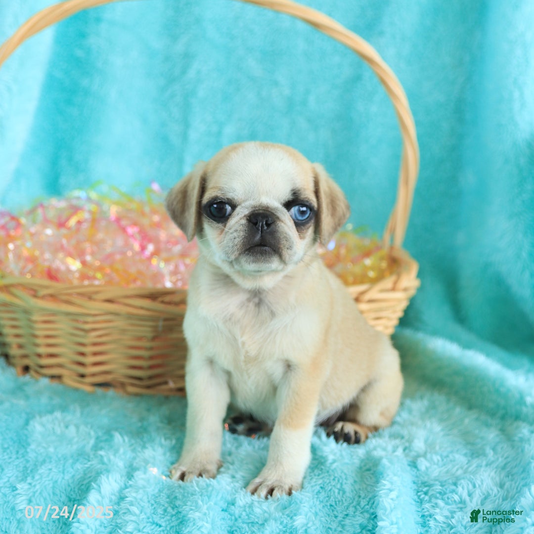 Pug dogs for sale: Peaches - Image 2
