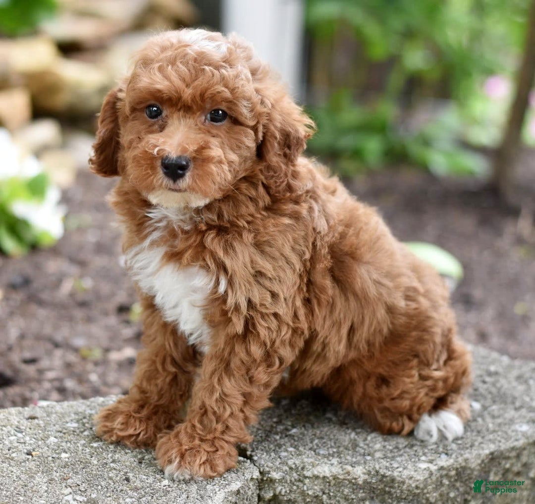 Miniature Poodle dogs for sale: Lucky - Image 4