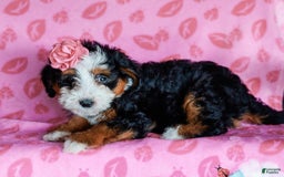 Mini Bernedoodle dogs for sale: Madelyn - Image 5