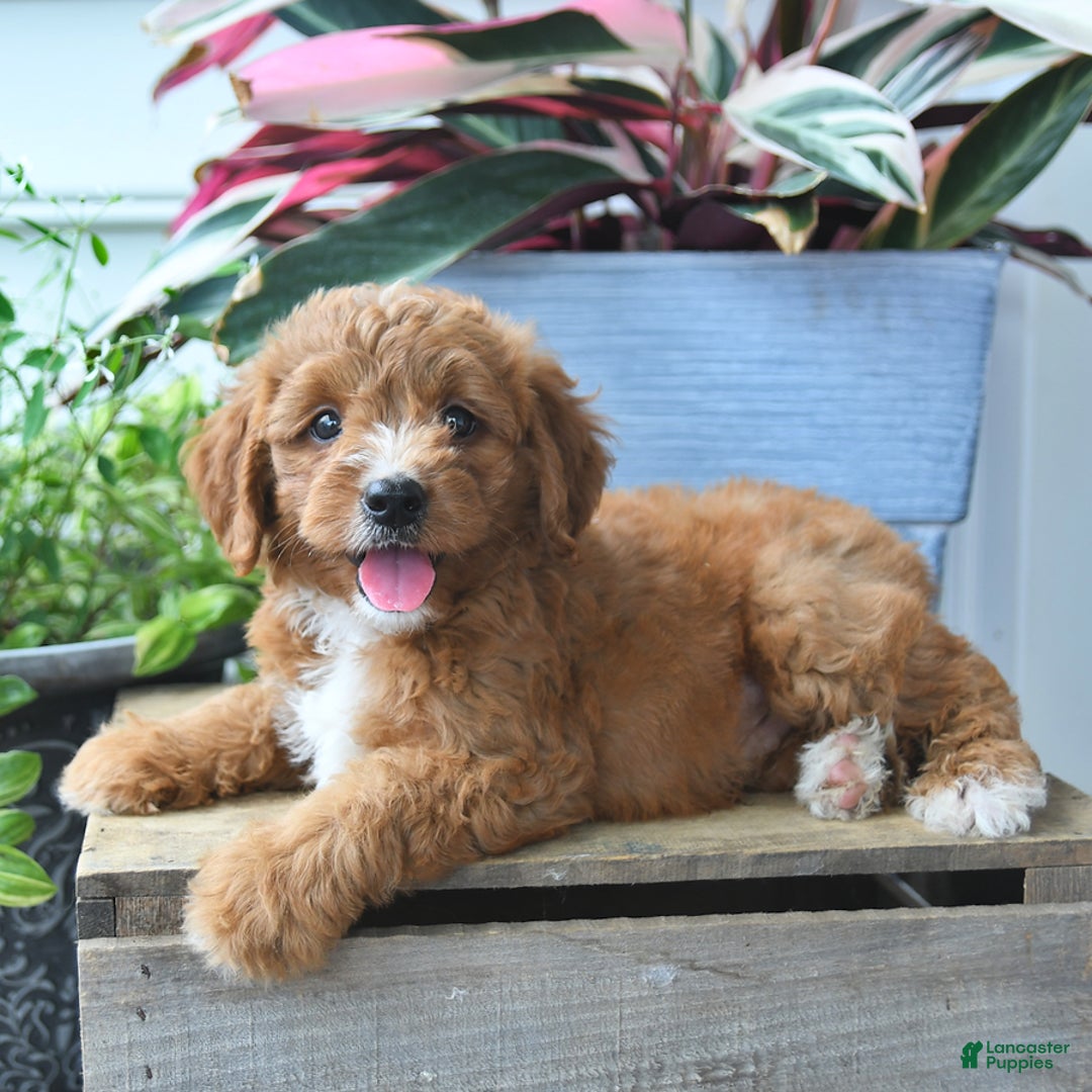 Mini Goldendoodle dogs for sale: Prince - Image 1