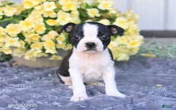 Boston Terrier dogs for sale: Heather - Image 2