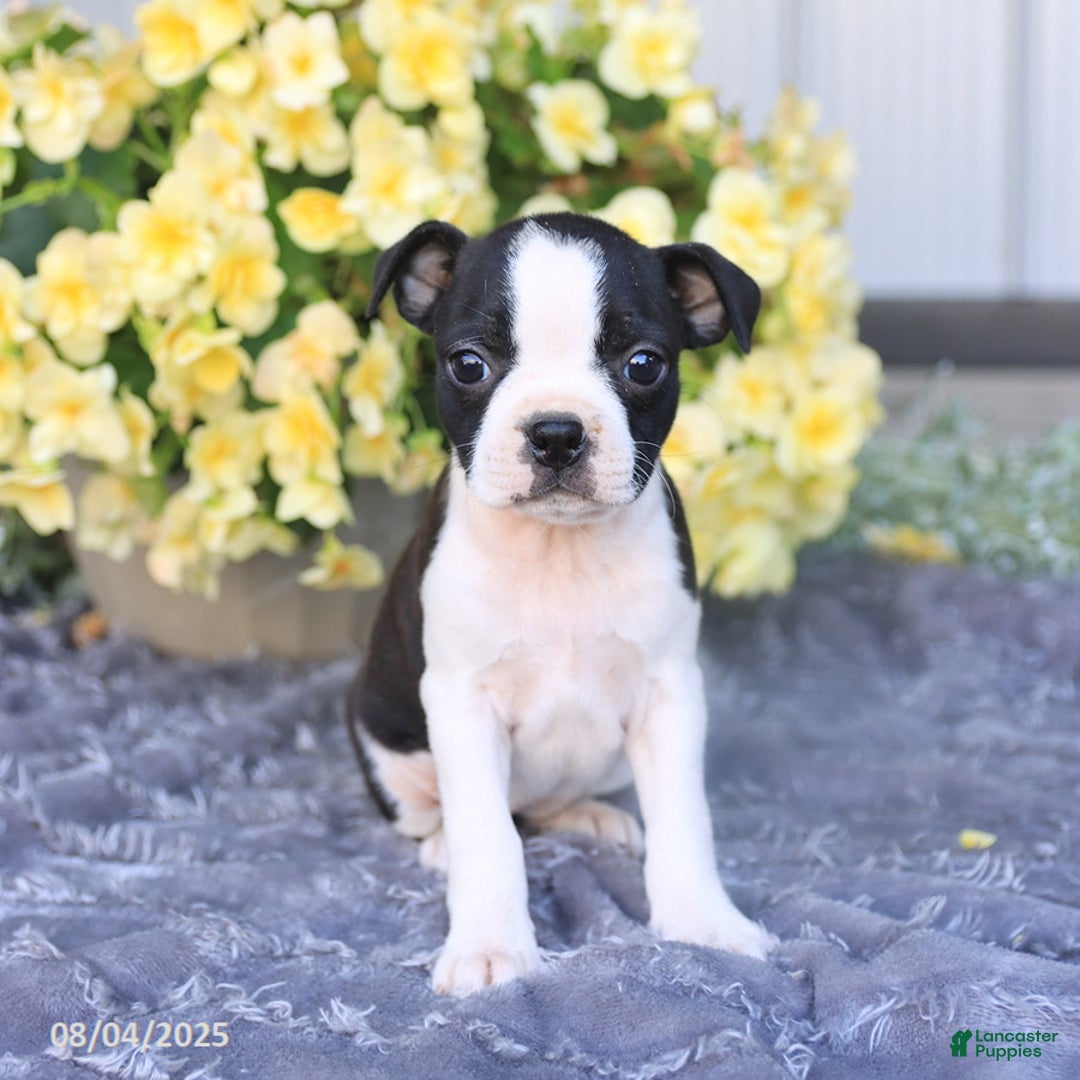 Boston Terrier dogs for sale: Heather - Image 2