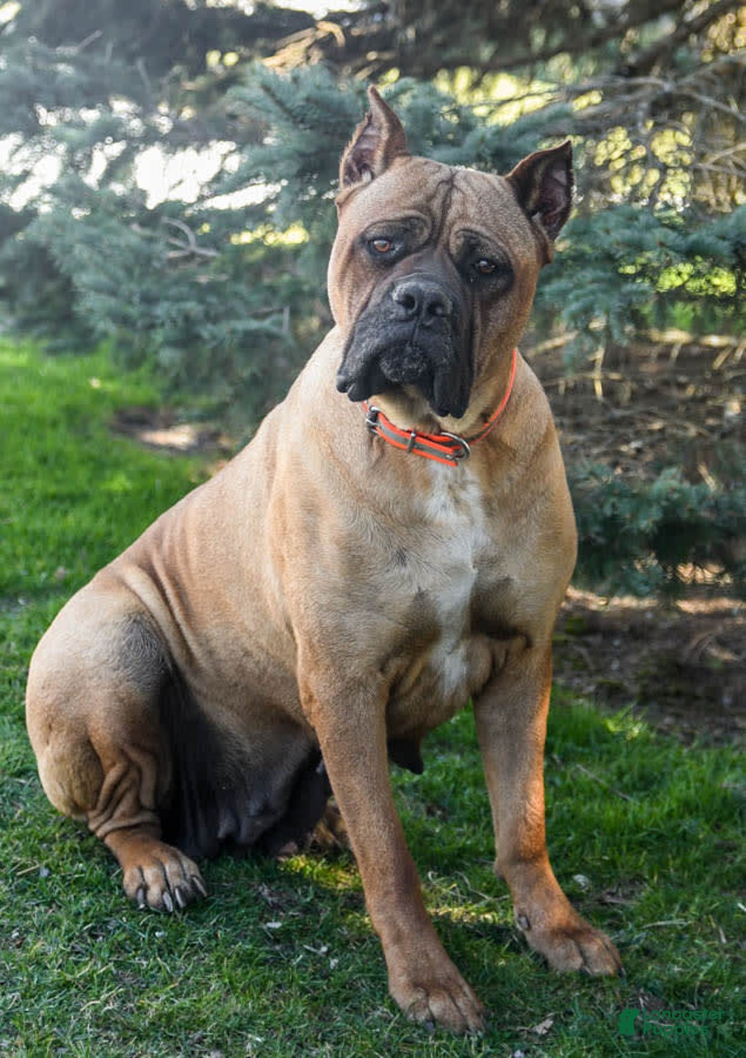 Cane Corso dogs for sale: Tessa - Image 15