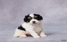 Cavapoo dogs for sale: Ted - Image 3