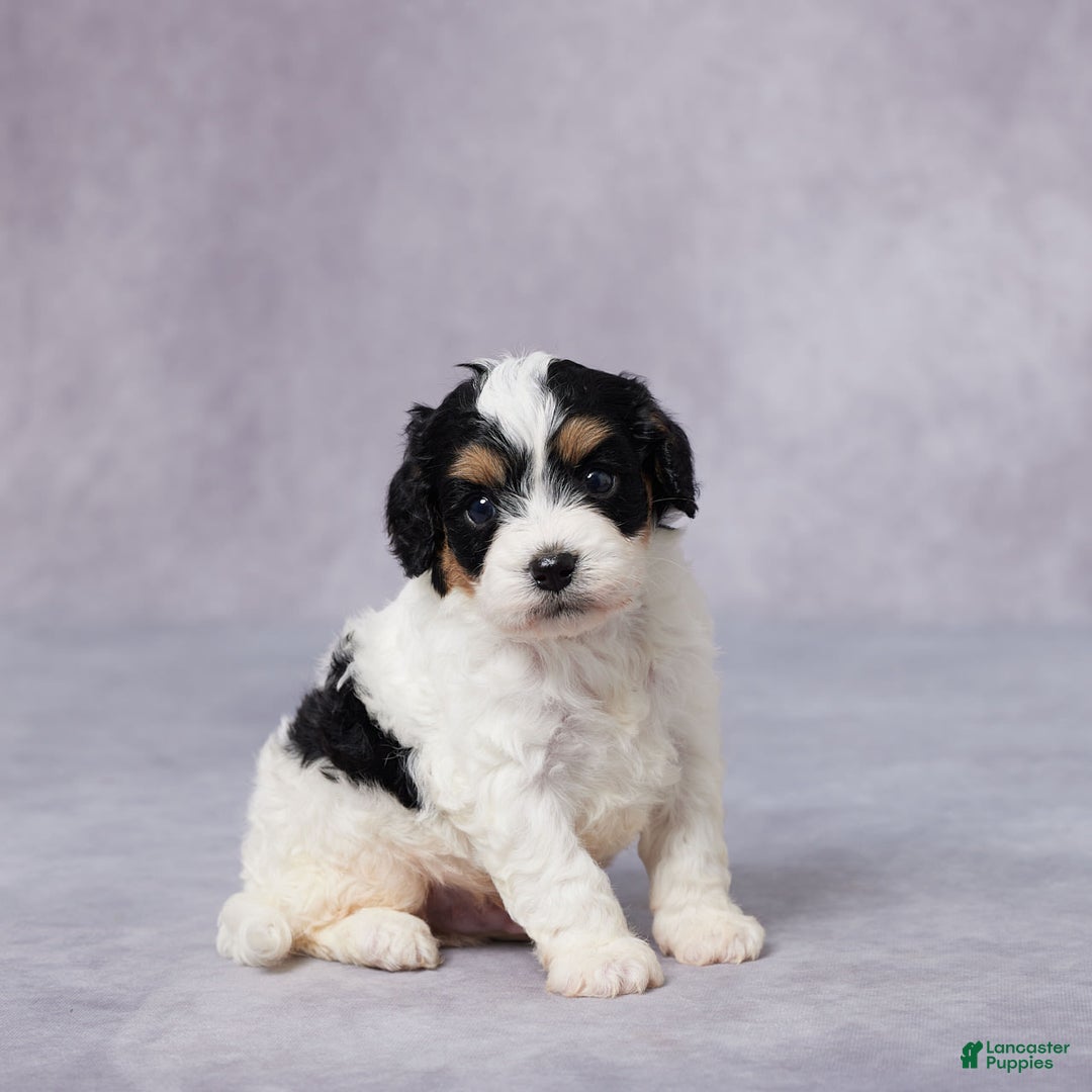Cavapoo dogs for sale: Ted - Image 3